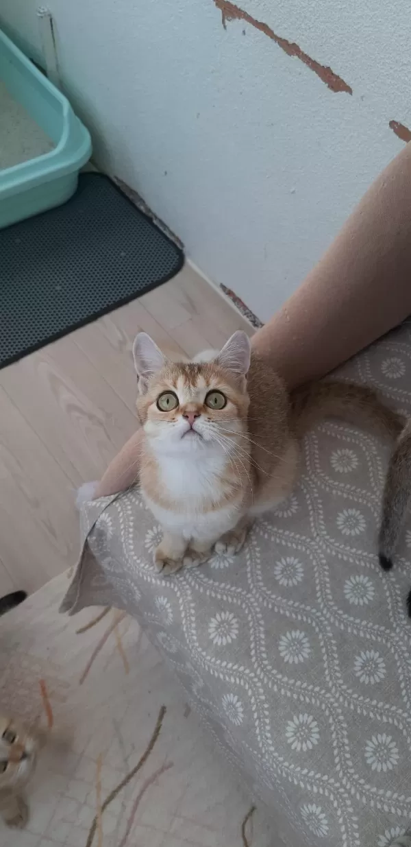 Golden British Shorthair