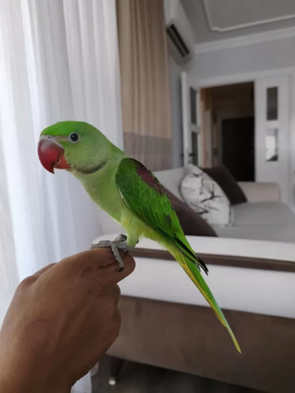 3 Buçuk Aylık El Beslemesi İskender Papağanı