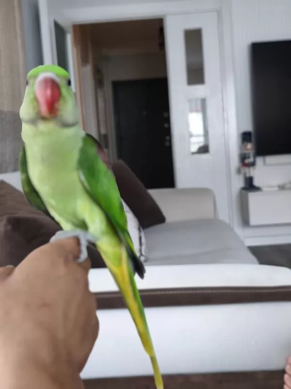 3 Buçuk Aylık El Beslemesi İskender Papağanı
