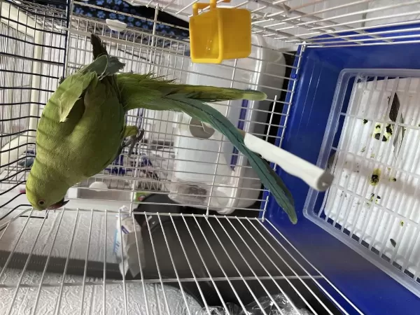11 Aylık Sağlıklı Erkek Alışkın Pakistan Papağanı