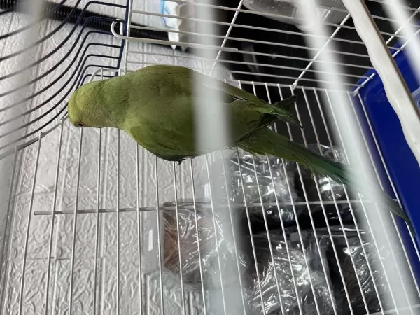 11 Aylık Sağlıklı Erkek Alışkın Pakistan Papağanı