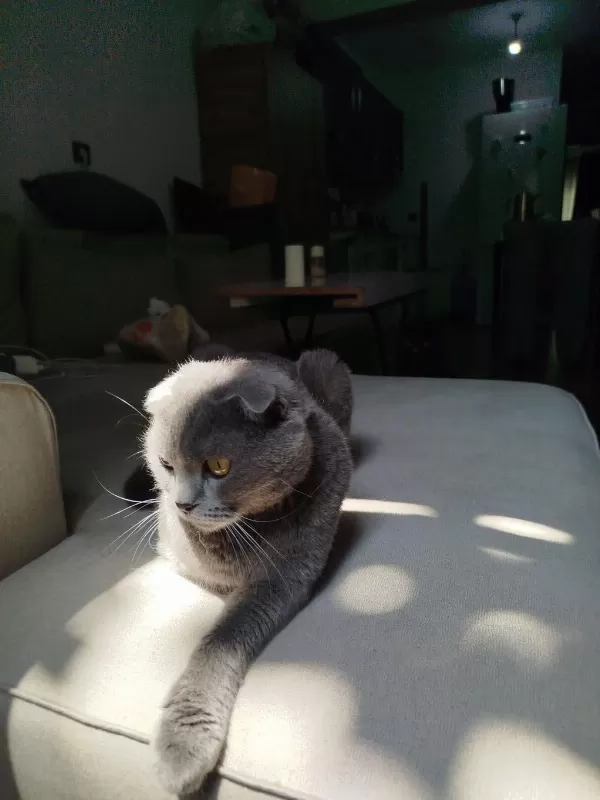 Sokaktan Kurtarılan Cins Kedimiz
