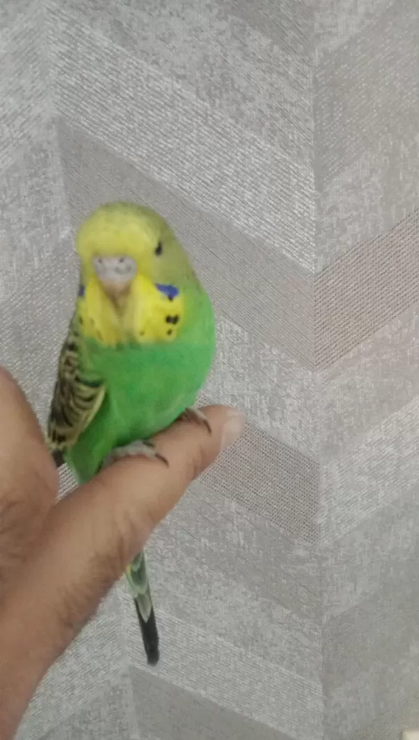 Sağlıklı Yavru Kuşlarım