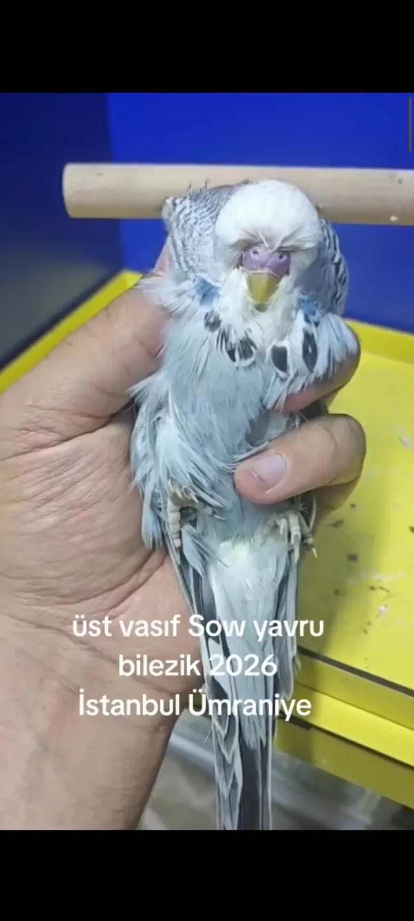 Şov Jumbo Muhabbet Kuşu