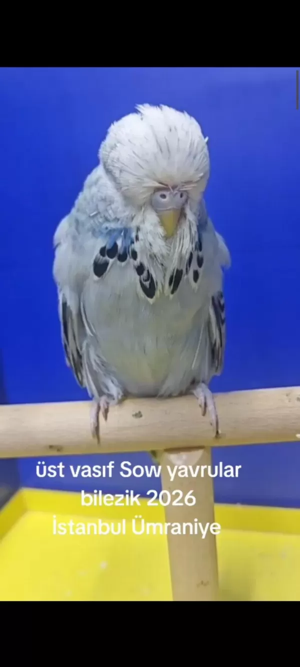 Şov Jumbo Muhabbet Kuşu