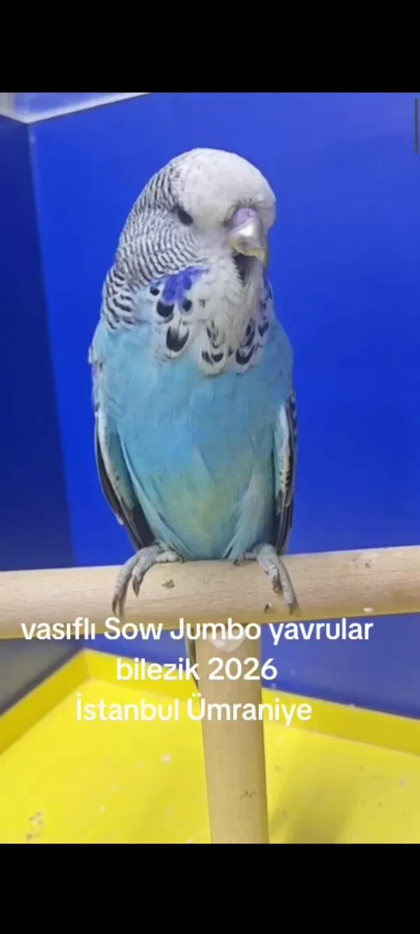 Şov Jumbo Muhabbet Kuşu