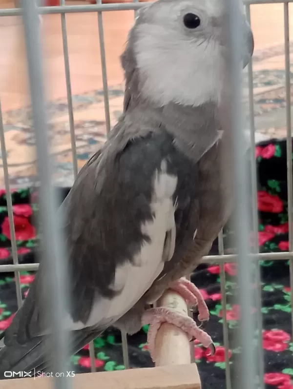 Yumurtlamak Üzere Olan Çift Sultan Papağanı