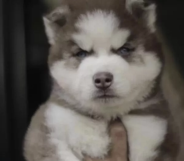 Sibirya Kurdu (husky) Köpeğimiz