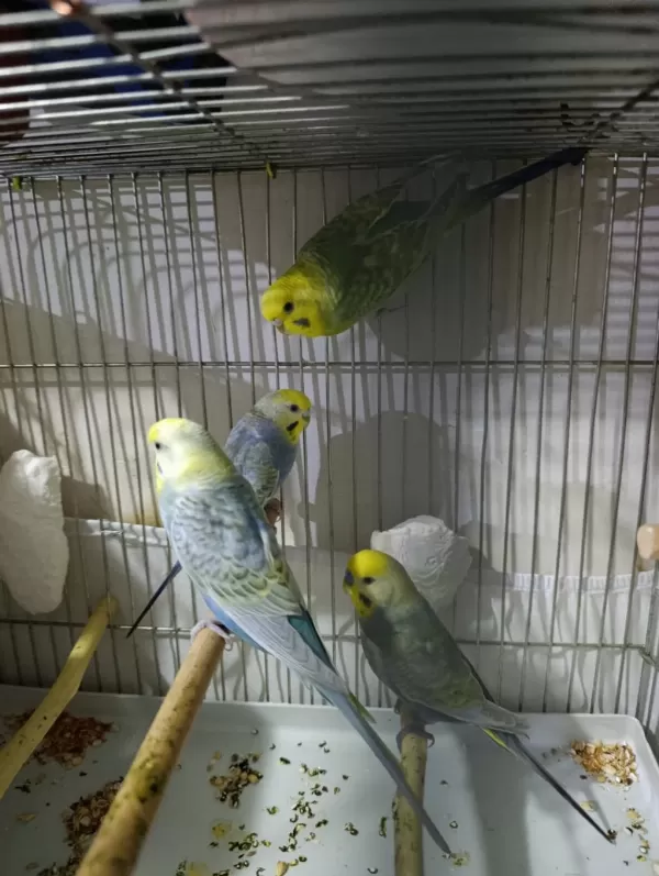 Rainbow Muhabbet Kuşları