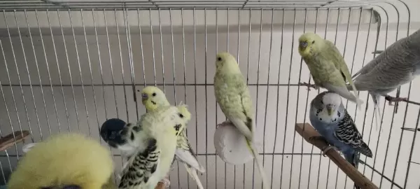 Muhabbet Kuşları İster Besleyin İster Damızlık Yapın
