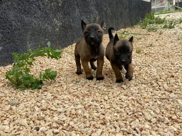 Safkan Malinois Yavrularimiz