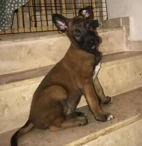 Safkan Malinois Yavrularimiz