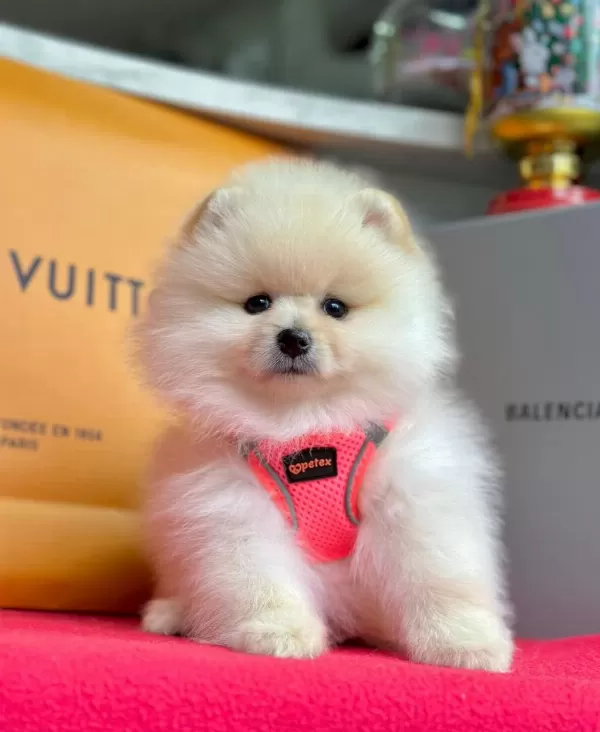 Sevimli Pomeranian Boo Yavrularımız