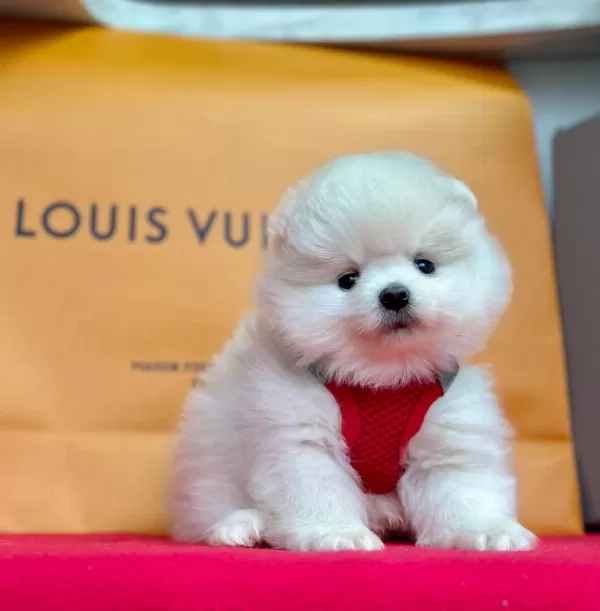 Sevimli Pomeranian Boo Yavrularımız