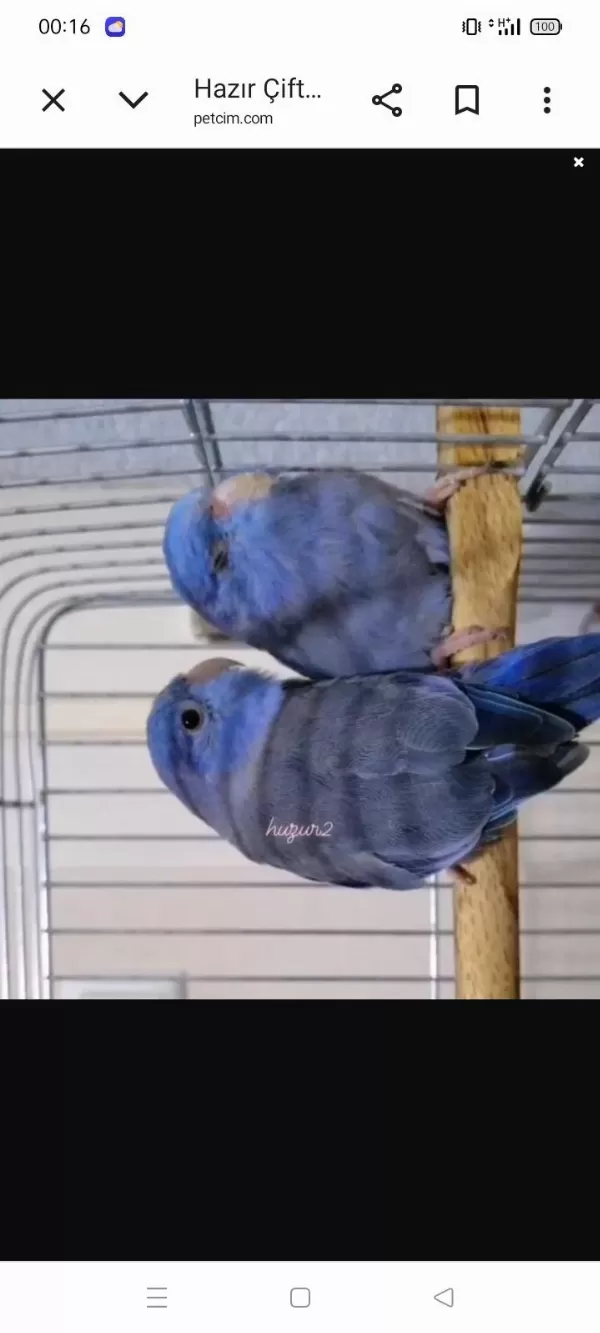 Harika Forpus Papağanı