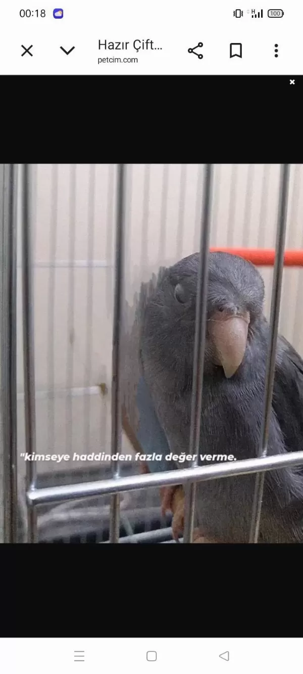 Harika Forpus Papağanı
