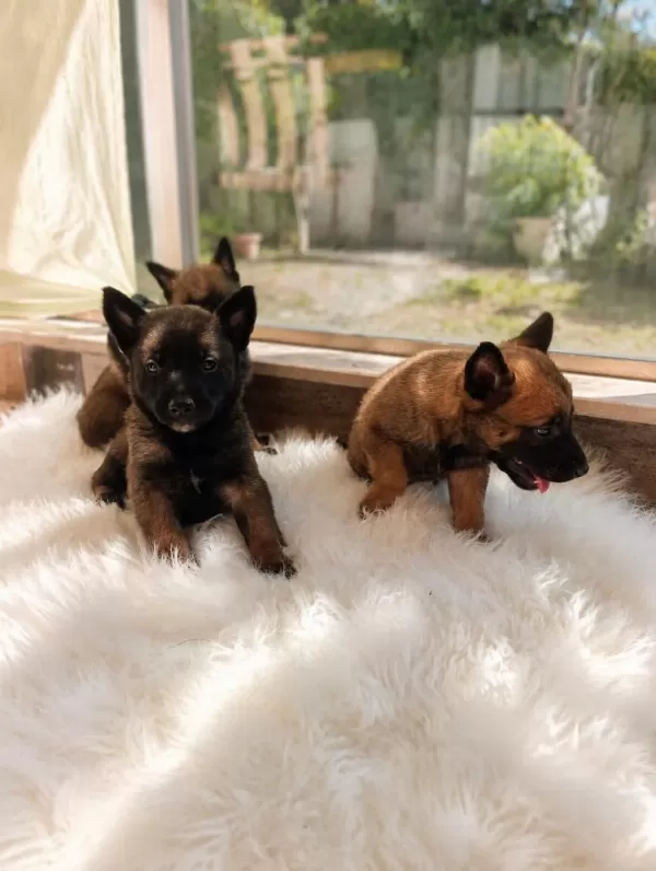 Safkan Malinois Yavrulari