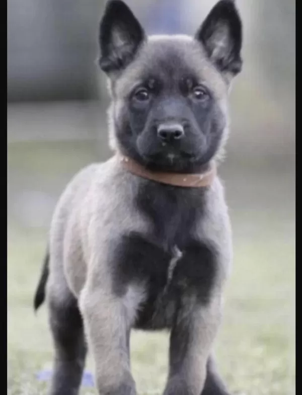 Belçika Kurdu Köpeğimiz