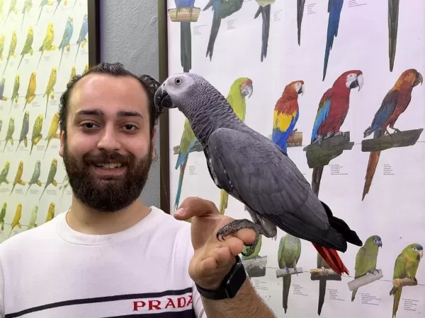 Çok Konuşan Evcil Jako Papağani