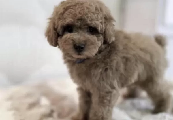 Toy Poodle Cinsi Yavru