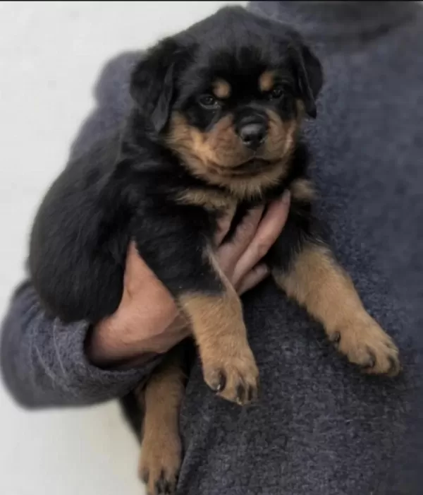 Rotweiler Safkan Köpeğimiz