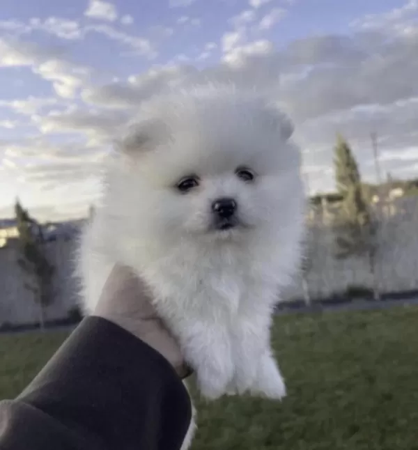 Beyaz Pomeranian Boo Köpeğimiz