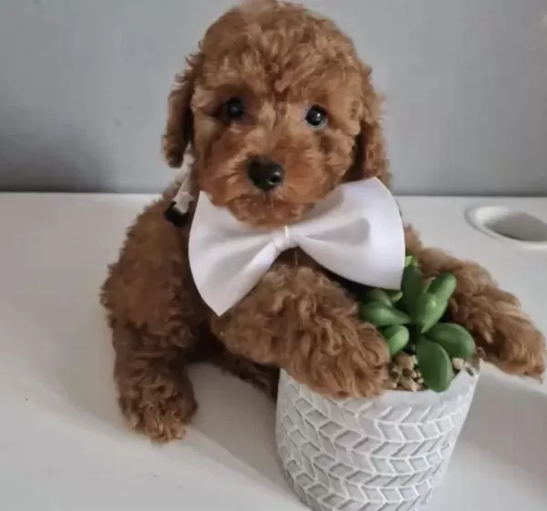 Toy Poddle Safkan İrk Kore Köpekler