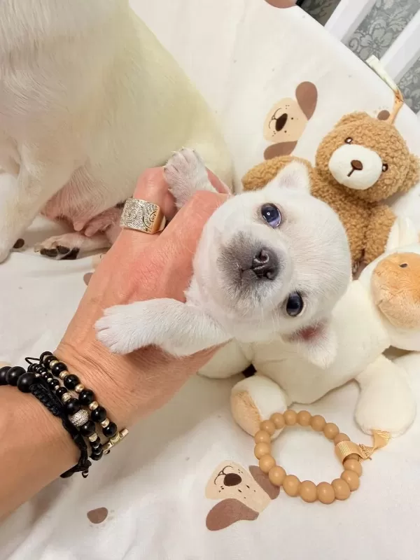 Dünya Tatlisi Chihuahua Yavrulari