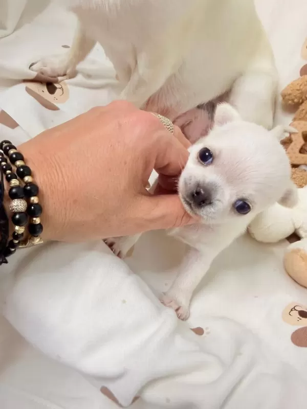 Dünya Tatlisi Chihuahua Yavrulari