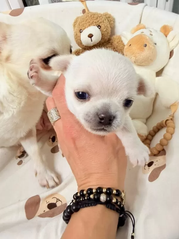 Dünya Tatlisi Chihuahua Yavrulari