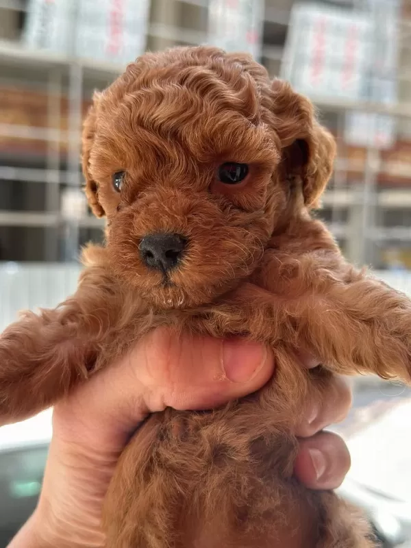 Orjinal Toy Poodle Yavrularımız