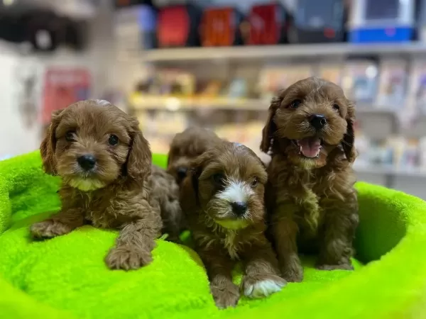 Orjinal Hipoalerjenik Teacup Maltipoo