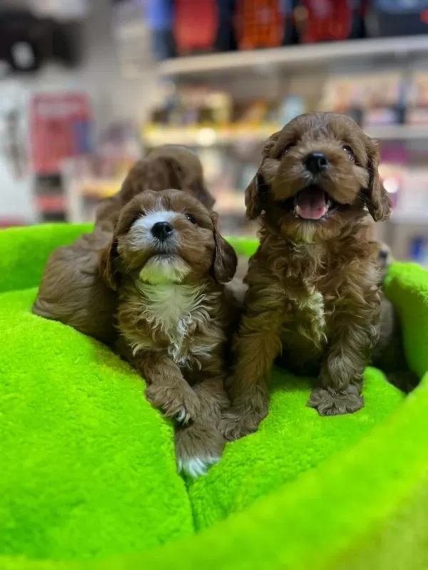 Orjinal Hipoalerjenik Teacup Maltipoo