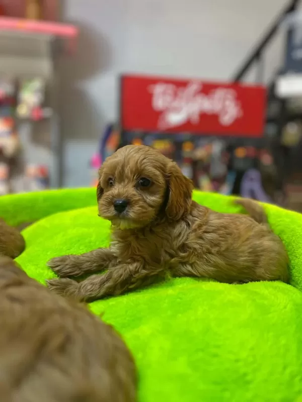 Orjinal Hipoalerjenik Teacup Maltipoo