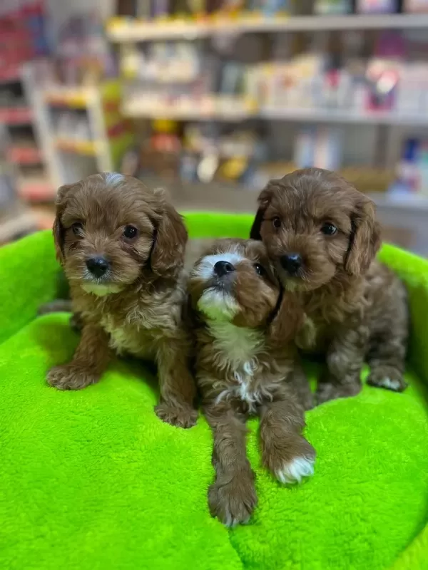 Orjinal Hipoalerjenik Teacup Maltipoo