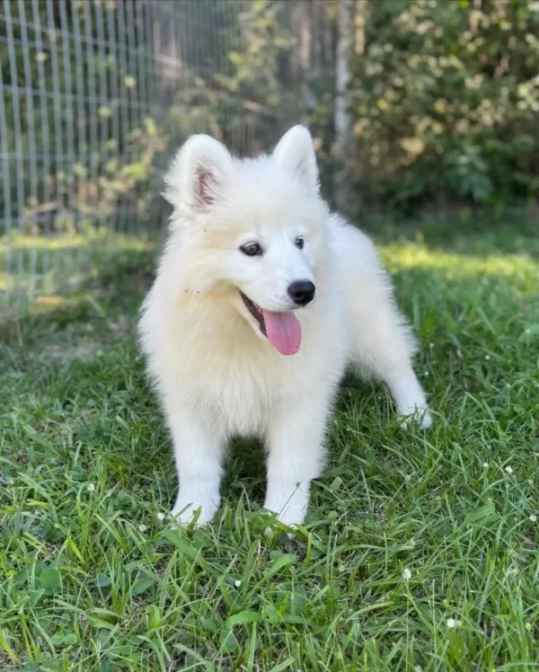 Pamuk Gibi Samoyed Yavrulari