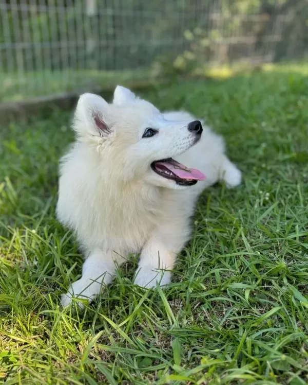 Pamuk Gibi Samoyed Yavrulari