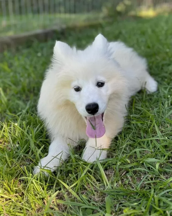 Pamuk Gibi Samoyed Yavrulari