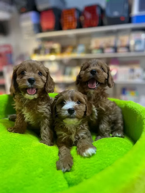 Biblo Güzelliğinde Saf Kan Teacup Maltipoo Yavrular