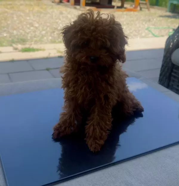 Petmode Köpek Çiftliğinden Tea Cup Kore Poodle