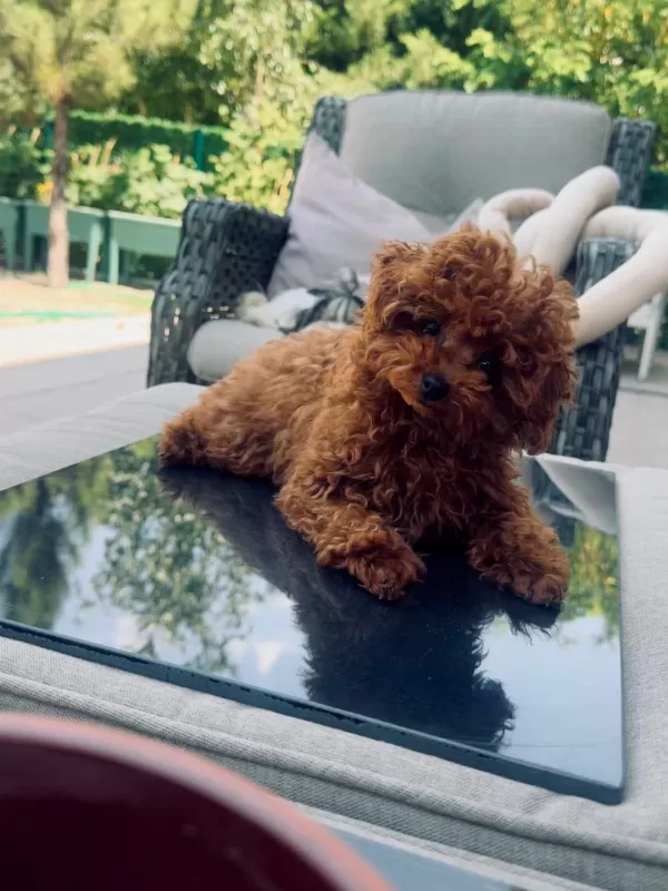 Petmode Köpek Çiftliğinden Tea Cup Kore Poodle