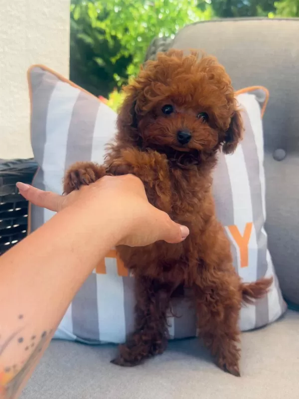 Petmode Köpek Çiftliğinden Tea Cup Kore Poodle