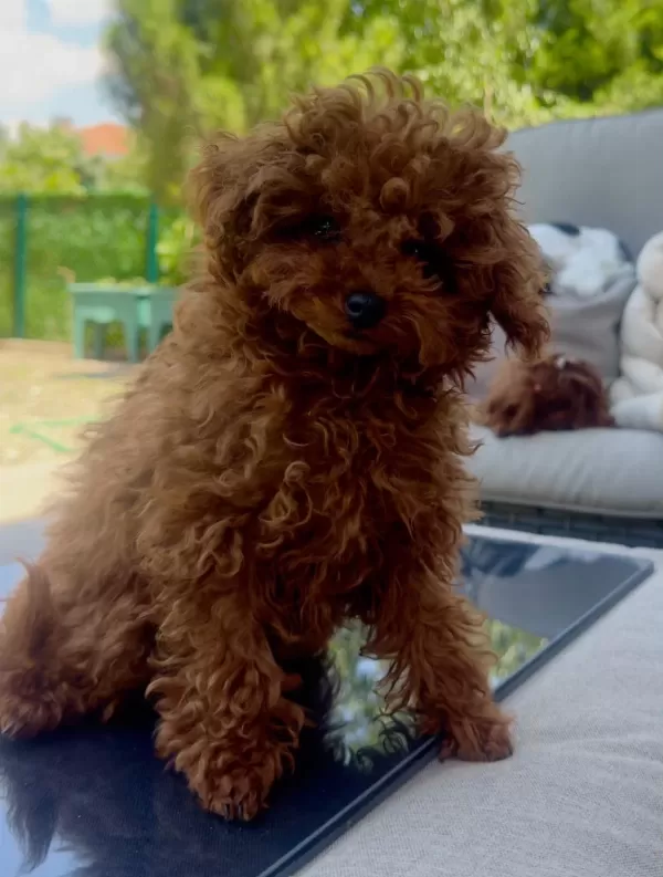 Petmode Köpek Çiftliğinden Tea Cup Kore Poodle