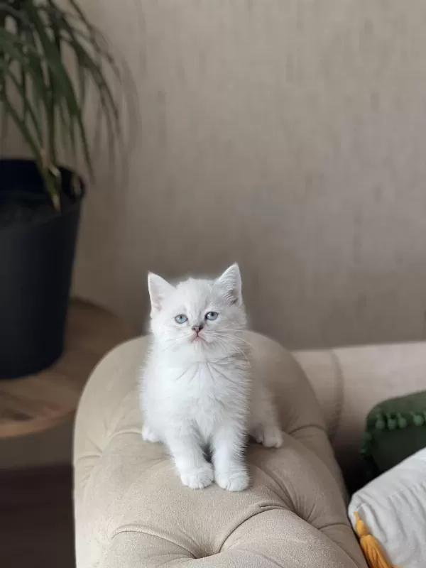 Safkan British Shorthair Silver Point