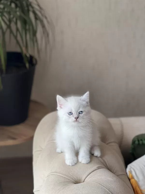 Safkan British Shorthair Silver Point