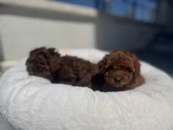 Ankranın En Güzel Toy Poodle Yavrularını Canlı Görün