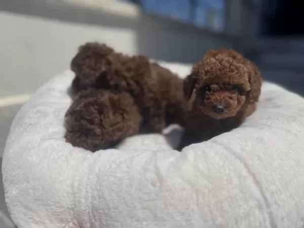 Ankranın En Güzel Toy Poodle Yavrularını Canlı Görün