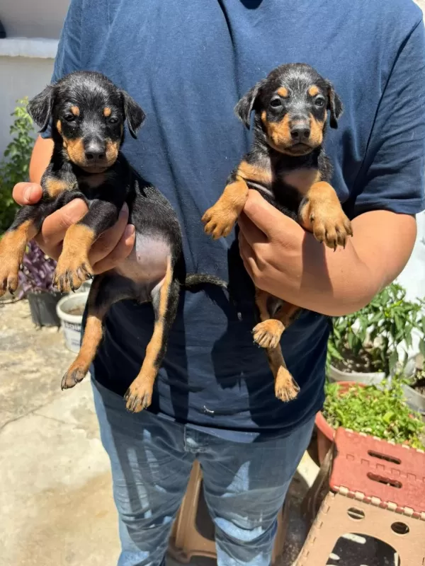 Orjinal Doberman Yavrularımız
