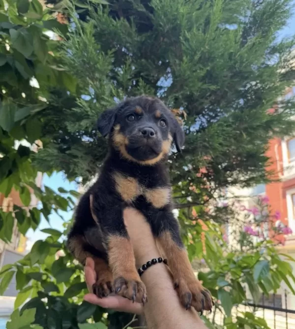 Orjinal Rottweiler Yavrularımız