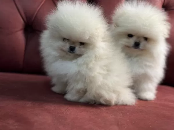 Ankaranın En Seçkin Teddy Pomeranian Yavrular